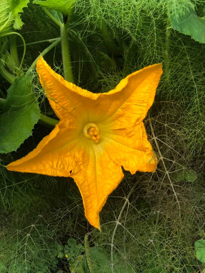 a yellow squash blossom