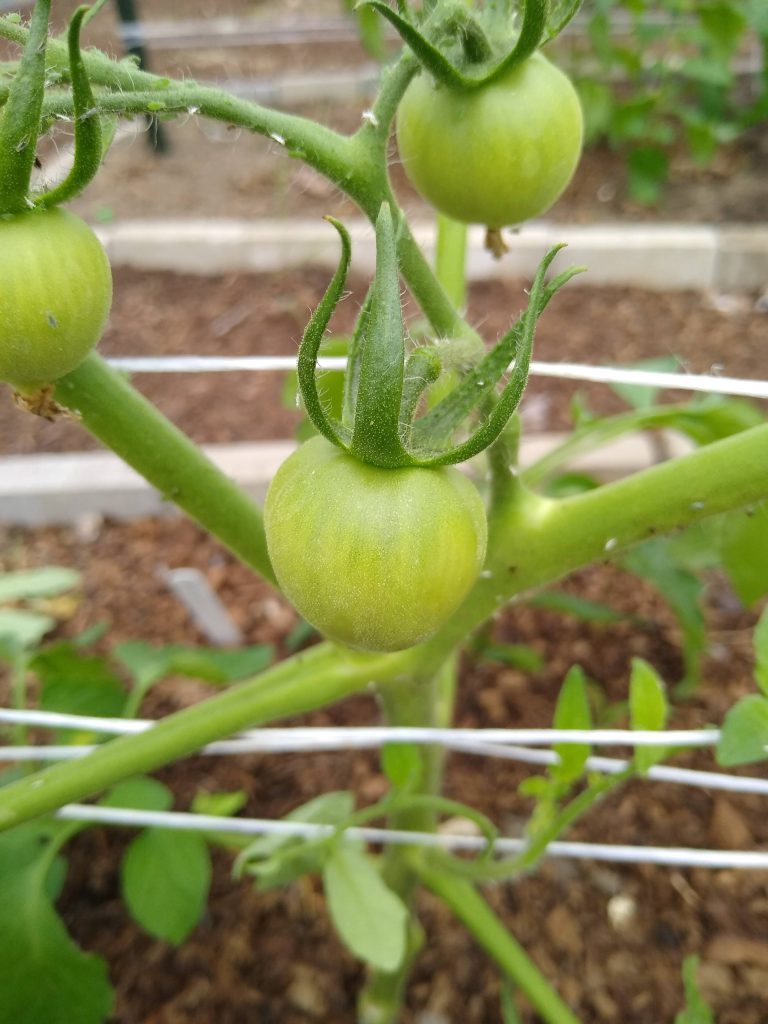 Small tomatoes growing 
