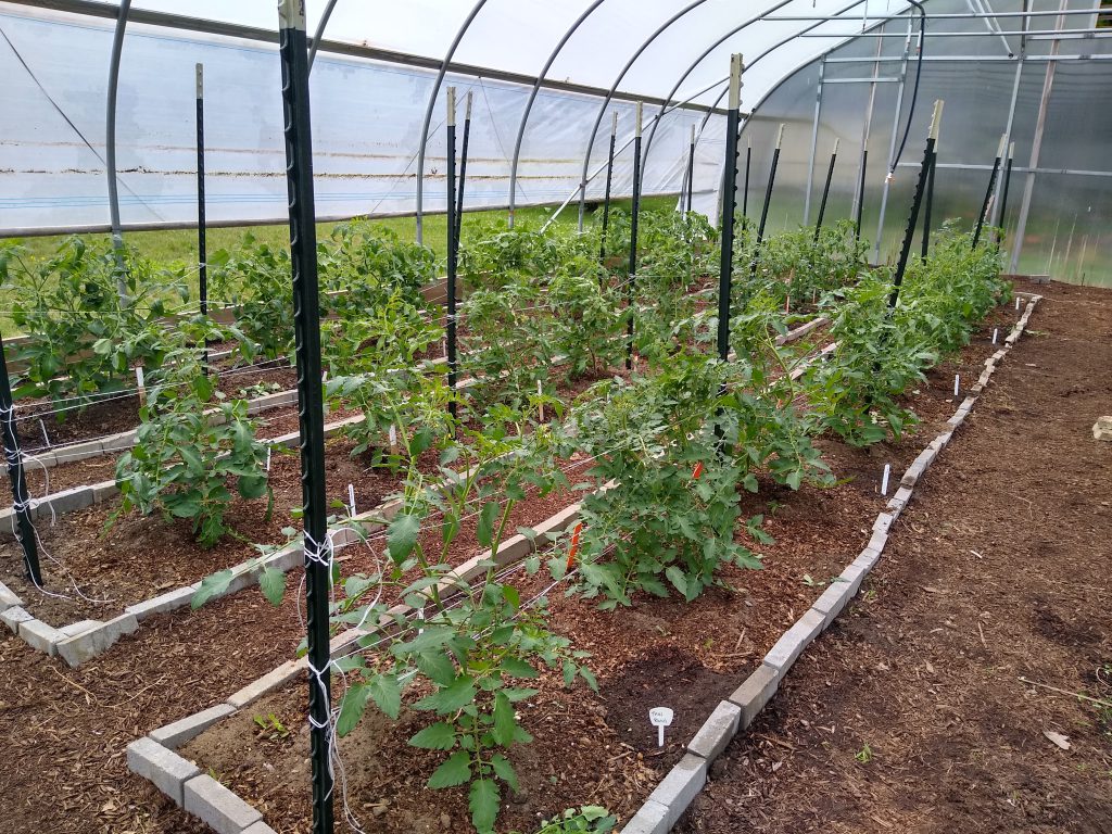 Rows of tomatoes growing 