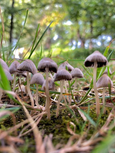 Mushrooms growing at the Grove